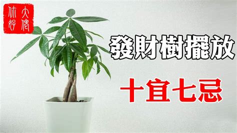 黃金發財樹|招財樹有哪些？命理專家盤點8種好照顧又能帶來好風水的植物